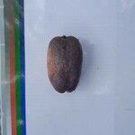 Dacryodes edulis Fruit
