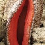 Hydnora africana Flower