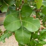 Schotia latifolia Hoja