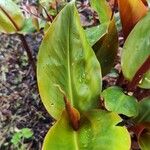 Hedychium greenii Hoja