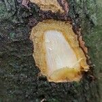 Diospyros abyssinica 樹皮