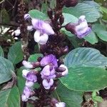 Macropsychanthus comosus Flower