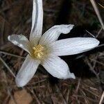 Colchicum longifolium Floare