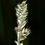 Carex buxbaumii Плід