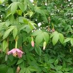 Passiflora tripartita Çiçek