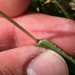 Digitaria ischaemum Leaf