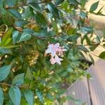 Abelia × grandiflora Blomma