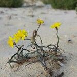 Launaea fragilis Fleur