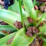 Albuca bracteata List