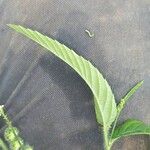 Caperonia palustris पत्ता
