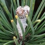 Pinus mugo List