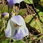 Craterostigma plantagineum Fleur