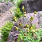 Potentilla gracilis