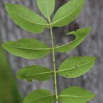 Zanthoxylum chalybeum पत्ता