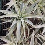 Tillandsia utriculata Лист