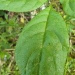 Zanthoxylum americanum Ліст