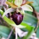 Ophrys sphegodes Květ