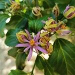 Grewia occidentalis Blomst