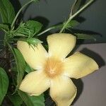 Allamanda cathartica Blüte