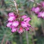 Erica tetralix Flor