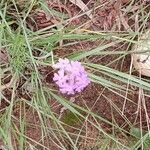 Verbena aristigera 花