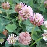 Trifolium fragiferum 花