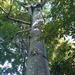 Ceiba pentandra Habit