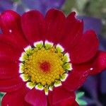 Tanacetum coccineum Flor