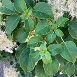 Hydrangea petiolaris List