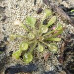 Claytonia rubra Habitus