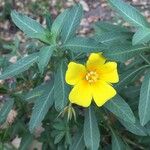 Ludwigia grandifloraКветка