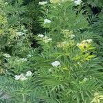 Sambucus ebulus Flower