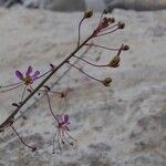 Cleome iberica Fula