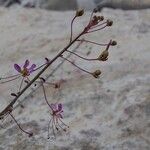 Cleome iberica Fleur