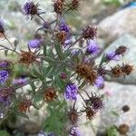 Symphyotrichum novae-angliaeফুল