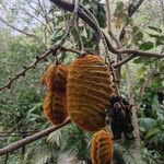 Mucuna pruriens Fruit