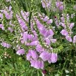 Physostegia virginianaBlomst