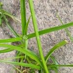 Cyperus eragrostis ᱪᱷᱟᱹᱞᱤ