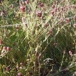 Platycapnos spicata 形態