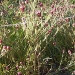 Platycapnos spicata Habit