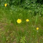 Krigia dandelion Flors