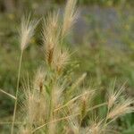 Hordeum marinum आदत