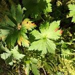 Geranium sylvaticumLeaf