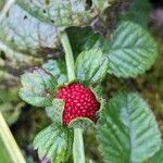 Potentilla indica Plod