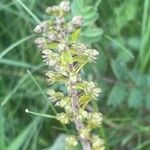 Neottia ovata Flower