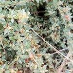 Atriplex semibaccata Leaf