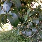 Ligustrum japonicum List