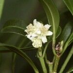 Baloghia inophylla Flor