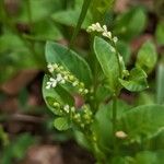 Microtea debilis Flower