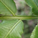 Ptisana fraxinea Leaf